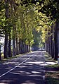 Avenue des platanes