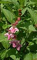 Fleurs roses et feuilles