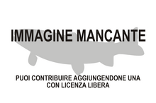 Immagine di Holcomycteronus profundissimus mancante