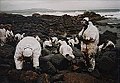 Voluntarios limpando unha praia, tras o naufraxio do Prestige en 2002.