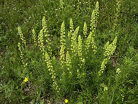 ყანის რეზედა (Reseda lutea)