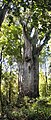 Te Matua Ngahere, an A. australis in Waipoua Forest, is the second largest tree in New Zealand.