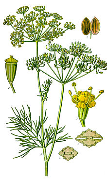 Illustration Anethum graveolens clean.jpg