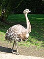 fjellnandu (Rhea pennata)