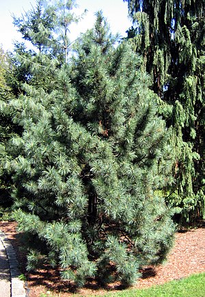 잣나무 Pinus koraiensis