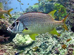 Un poisson-écureuil géant (Sargocentron spiniferum)