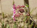 Raudonžiedis šakinys (Silene dioica)