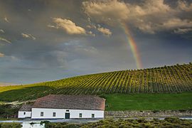 Vineyards in Alto Douro