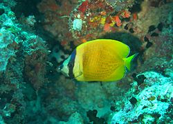 Un poisson-papillon de Klein (Chaetodon kleinii)