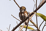 Miniatura para Glaucidium palmarum