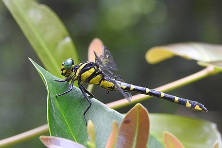 പെൺതുമ്പി