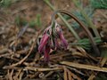 A cluster of buds