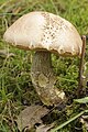 Leccinum duriusculum