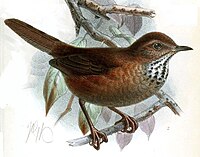 Painting of a brown bird with a black-speckled white throat perched on a branch