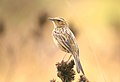 Nilgiri pipit