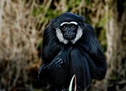 Black gibbon