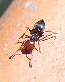 Crematogaster scutellaris Maremma.JPG