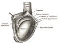 The right testis, exposed by laying open the tunica vaginalis