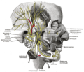 Mandibular division of the trigeminal nerve.