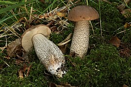 Leccinum scabrum, le Bolet rude.