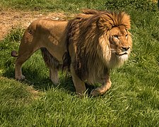 Panthera leo (Felidae)