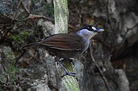 Small brown bird with white and black face