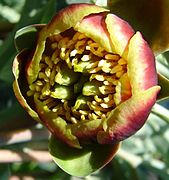 Paeonia brownii