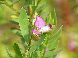 Polygala myrtifolia.