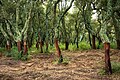 Korkeikur í Sardiníu, Tempio Pausania