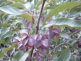 Combretum collinum