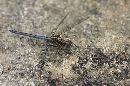 Orthetrum taeniolatum (ആൺതുമ്പി)