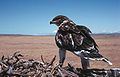 Ferruginous hawk