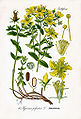 Hypericum perforatum