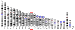 Cromosoma 11 (humà)