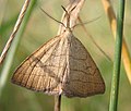 Polypogon tentacularia (Herminiinae)