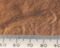 Image 4A Spriggina fossil from the Ediacaran (from History of paleontology)