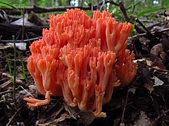 Vue de côté de Ramaria subbotrytis montrant un sporophore entièrement orangé.