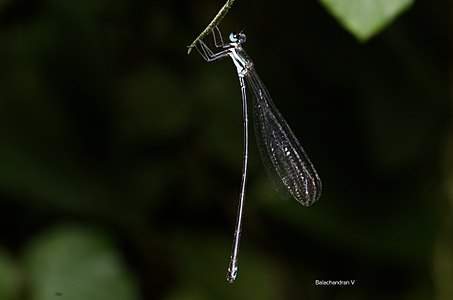 Esme mudiensis (പെൺതുമ്പി)