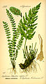 Asplenium trichomanes