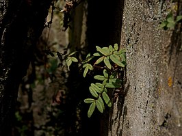 Pellaea atropurpurea