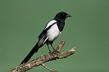 01-Magpie.jpg