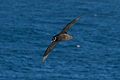 The "spectacles" of the spectacled petrel, Procellaria conspicillata, represent an unexplained peculiarity of this species.