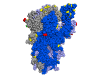 Spike protein with mutations highlighted, looking at the side of the protei