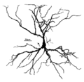 Piramidecel in de hippocampus