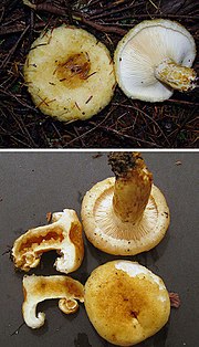 Miniatură pentru Lactarius scrobiculatus