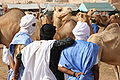 Image 7Camel market in Nouakchott (from Mauritania)