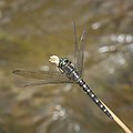 Onychothemis testacea-Kadavoor