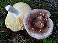 Russula violacea