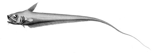 Sphagemacrurus hirundo