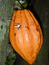 Buah koko